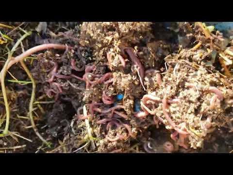 Видео: Основные правила при кормление червей в ящиках. Разведение червей для рыбалки