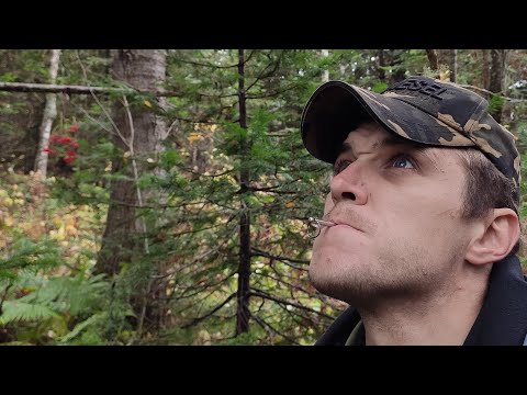 Видео: ДИЧЬ БЕЗ РУЖЬЯ И ВЫСТРЕЛА. КАК ДОБЫТЬ РЯБЧИКА. СИЛКИ ИЗ ВАЛЁЖНИКА