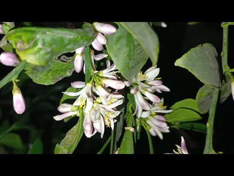 Видео: Лимон хакида малумот хосил учун шароит??