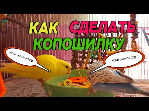 Видео: КОПОШИЛКА ДЛЯ ПОПУГАЕВ | Как сделать копошилку и что в нее положить