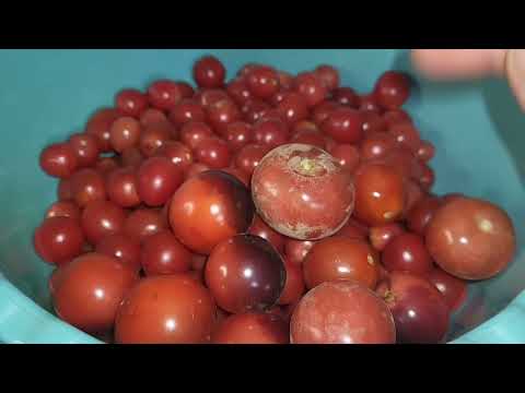 Видео: ОДНА В ДЕРЕВНЕ_с котиками и собакой