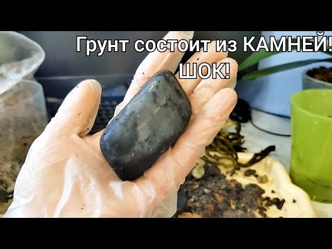 Видео: Грунт-ШОК! Такое я вижу впервые! КАМНИ в посадке у орхидеи! Как помочь орхидеям? Ошибки новичков