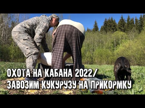 Видео: Охота на кабана 2022/Завозим кукурузу/Обзор вышки