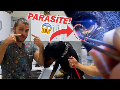 Видео: Глазные паразиты! (У собаки черви в глазу!) Thelazia