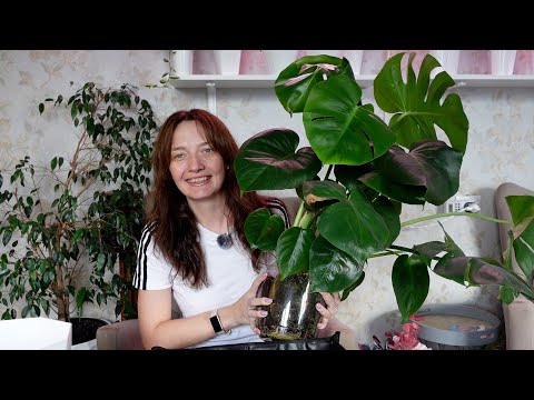 Видео: Цветочные будни - Пересадка Монстеры на опору, пикировка гипоэстес. Сорвала Колеусы с клумбы