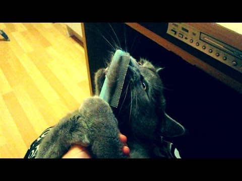 Видео: VLOG:РАСЧЕСЫВАНИЕ