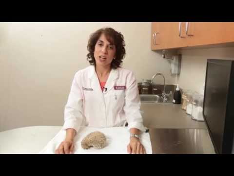 Видео: Хотите завести ёжика? Вот что вам нужно знать