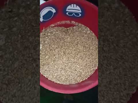 Видео: пшеницу перемолоть в муку, зернодробилка Минск МЗТ часть 1