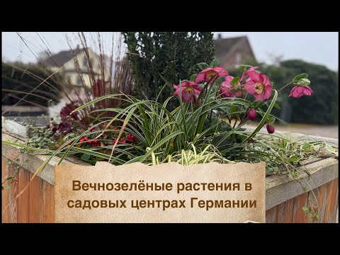 Видео: Ассортимент вечнозелёных растений в садовом центре 🌳🌿🌱