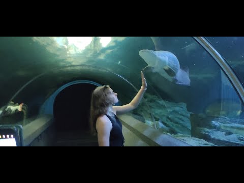 Видео: Тайланд,. Паттайя ,ОКЕАНАРИУМ