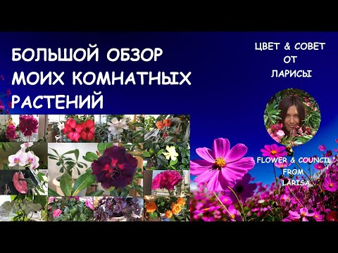 Видео: БОЛЬШОЙ ОБЗОР МОИХ КОМНАТНЫХ РАСТЕНИЙ