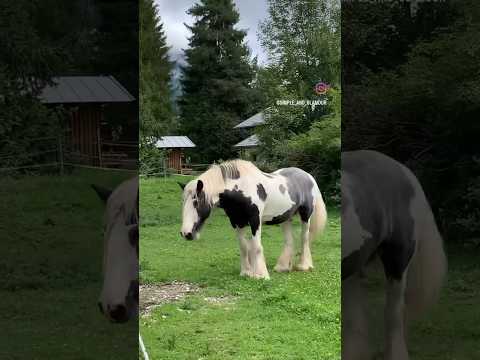 Видео: Літо не закінчуйся 😍