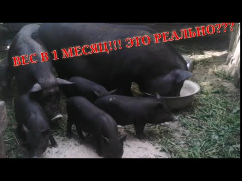 Видео: Вьетнамские поросята. Какой вес в 1 месяц? И соит ли их держать
