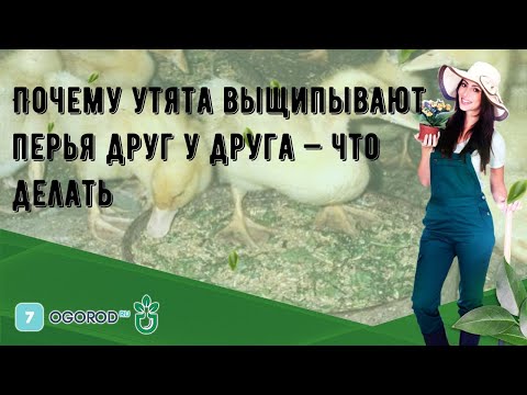 Видео: Почему утята выщипывают перья друг у друга — что делать
