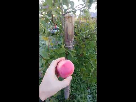 Видео: Сорта яблонь для ЛЕН ОБЛ. Белорусское сладкое. Хани крисп (honey crisp ) . Суслепское (малиновка)