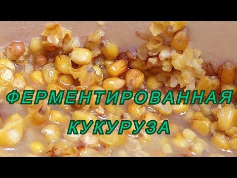 Видео: Секретный рецепт для рыбаков. Ферментированная кукуруза для карпа