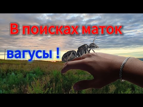 Видео: В ПОИСКАХ МАТОК! Попробуем найти вагусов в середине августа!)