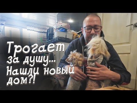 Видео: "Слёзы радости... Маленькие сердечки наконец обрели дом?