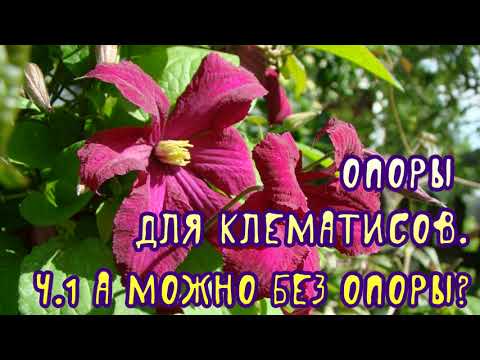 Видео: Опоры для клематисов. Часть 1. А можно без опоры?