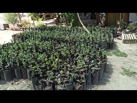 Видео: Уй шаройита Хандон писта йетиштириш. Кўчатларга дастафка бор