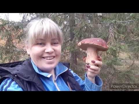 Видео: Грибы ЕСТЬ  НАПАЛИ не отпускали  ИЗ ЛЕСА Я даже и не ожидала/Что их найду  30 сентября 2021 г.