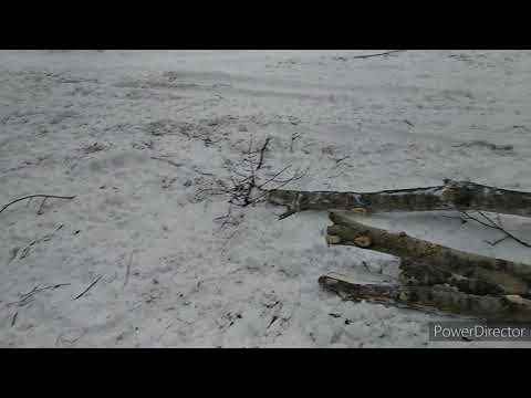 Видео: первый день работы в делянке, валка леса, погрузка дров, т40, МТЗ 80, декабрь 2020