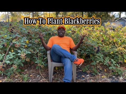 Видео: Как сажать ежевику | Primocane против Floricane