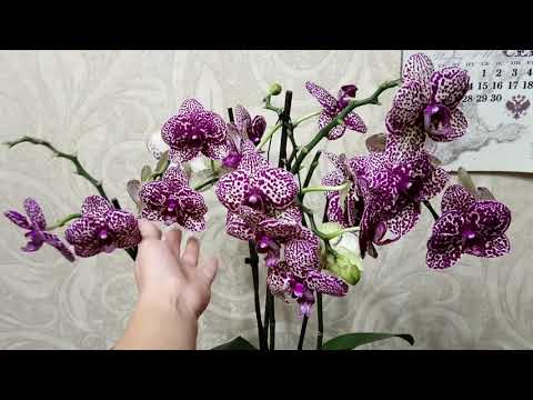 Видео: Дикий котик мои наблюдения и уход