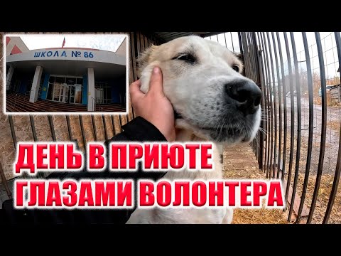 Видео: РАБОТА В ПРИЮТЕ ОТ ПЕРВОГО ЛИЦА! / ПОМОЩЬ ШКОЛЫ НАШИМ ХВОСТИКАМ!