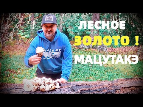 Видео: ЯПОНЦЫ ОТ НИХ ПИЩАТ!  МАЦУТАКЭ - ДОРОГУЩИЕ ГРИБЫ. СБОР ГРИБОВ В США. ПОСЛЕДНЯЯ ГРИБАЛКА. ТИХАЯ ОХОТА