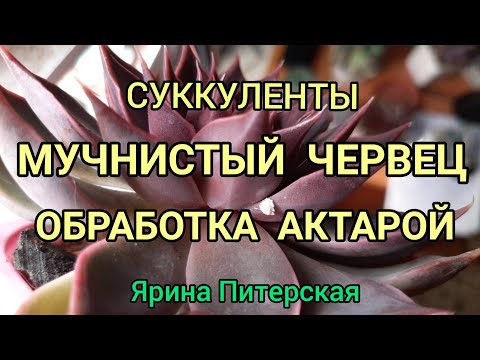 Видео: Мучнистый червец на суккулентах. Обработка актрой.