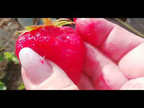 Видео: 🔥🍓Хэпил 👍👍 не клубника, а персик вкусняшка,,  #клубника #малина #огород #ягоды #овощи #садоводство #