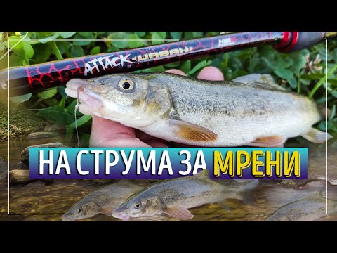 Видео: На Струма за мрени