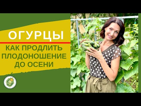 Видео: СДЕЛАЙТЕ ЭТО С ОГУРЦАМИ  В АВГУСТЕ -или как продлить плодоношение огурцов до осени!