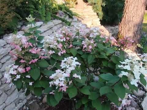 Видео: Сорта  гортензий в моем саду-АВГУСТ 2020г