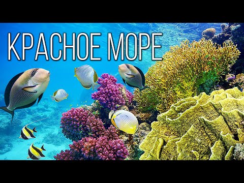 Видео: Красное море: Самое живое и чистое море планеты Земля | Интересные факты про Красное море