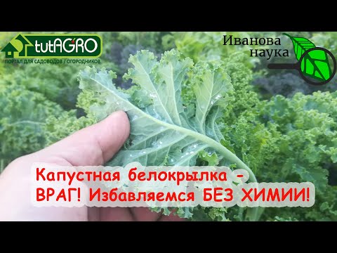 Видео: УЖАСНАЯ КАПУСТНАЯ БЕЛОКРЫЛКА УЛЕТИТ НАВСЕГДА! Простой способ борьбы с белокрылкой и гусеницами.