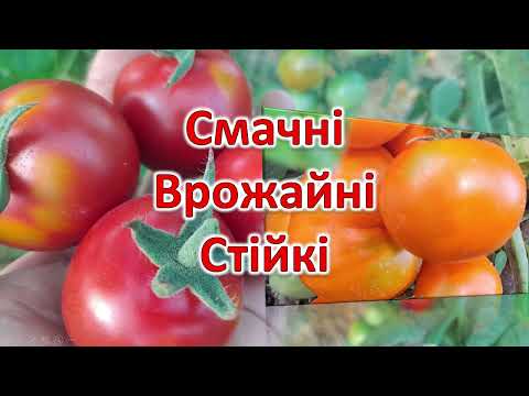 Видео: Сорти помідорів, які дивують стійкістю і врожайністю