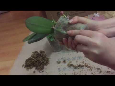 Видео: Орхидеи. Забрала новый заказ!