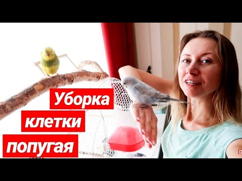 Видео: МОЁ СОДЕРЖАНИЕ ВОЛНИСТЫХ ПОПУГАЕВ🐥УБОРКА КЛЕТКИ