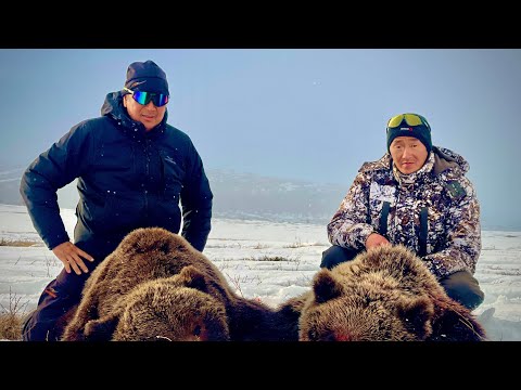 Видео: Новое стадо. Фильм третий. Нашествие медведей ..  