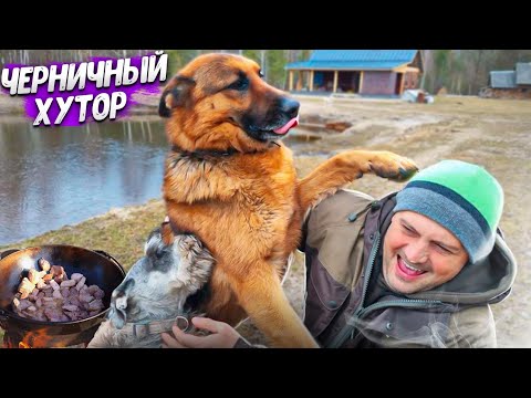 Видео: Жизнь на хуторе в лесу. Традиционная белорусская свежина. Последняя уборка в этом помещении.