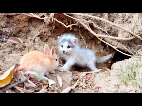 Видео: Вау! Я нашел маленькую лису 🦊 в лесу, и она живет с кроликом 🐇! ❤🥰😘❤❤❤