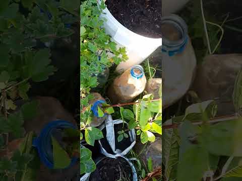 Видео: Укоренение жимолости в воде однолетними мощными побегами. Результат. 16.07.23