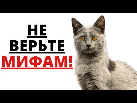 Видео: 🔍 КОШКИ ВИДЯТ В ТЕМНОТЕ Учёные РАЗРУШИЛИ этот миф навсегда