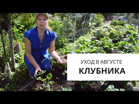 Видео: Клубника в августе: как и когда обрезать, чем подкормить