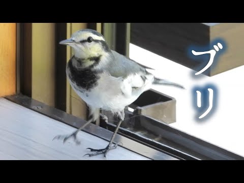 Видео: Осенние трясогузки — территориальные баталии продолжаются