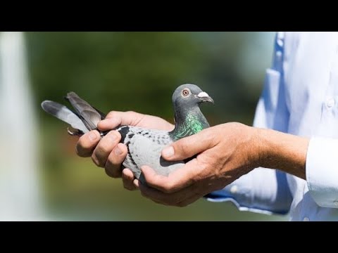 Видео: Полезен ли йод домашним голубям?