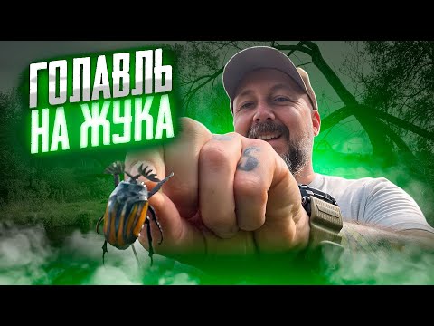 Видео: Голавль на искусственного жука. Перекат на малой реке поздней весной