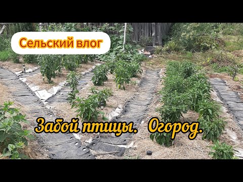 Видео: Кошу траву. Забой птицы. Вкусные шаньги. Огород. 